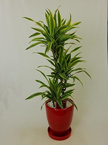 Amazon ドラセナ レモンライム 産直観葉植物 ドラセナ レモンライム 10号 Sk鉢 大型観葉植物 産地直送 送料無料 引越 開店 お祝い 選べる鉢カラー 観葉植物 オンライン通販