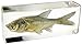 REALBUG Big Head Carp Fish Paperweight (4.4x1.6x1.1)