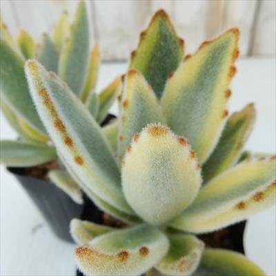 Amazon Swカランコエ 月兎耳錦 ツキトジ錦 多肉植物 カランコエ 7 5cmポット 観葉植物 オンライン通販