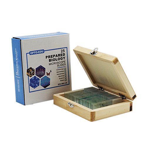 OPTOEDU E35.3601O25 Prepared Microscope Slide Set for Basic