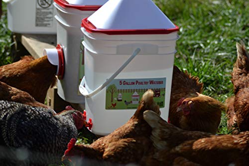 4 Gallon+Chicken+Waterer+Horizontal+Chickens