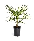 Windmill Palm Tree- Large Cold Hardy Palm Trees- Trachycarpus Fortunei- Big 1 Gallon or 3 Gallon Palms Available - 3 Gallon | No Shipping to AZ