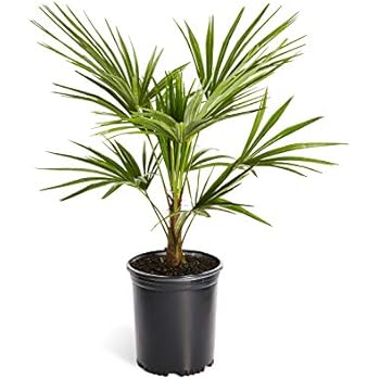 Amazon Com Windmill Palm Tree Large Cold Hardy Palm Trees