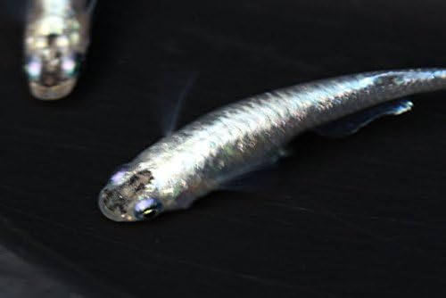 B07y4w2z77 腕時計 ジュエリー 針仔10匹 2匹おまけ 死着保証分 メダカの稚魚 新作製品 世界最高品質人気 Pcソフト ブルースターダスト 正規品送料無料 激安超特価 100 品質保証 生体0919 7