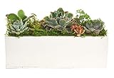 Shop Succulents | Unique Centerpiece of Live Succulent Plants in 12