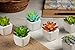 Mini Fake Succulents Artificial Plants X Large Shoe Organizer Storage Boxes for Closet, Modular Space Saving Shoe Boxes Clear Plastic Stackable Sneaker Containers Display Case with Lids, Gray