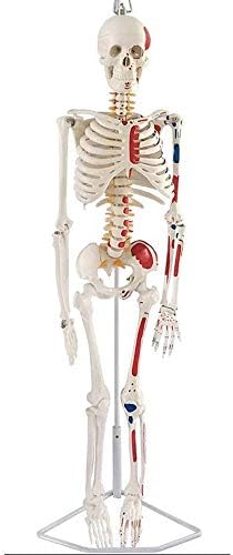 セットアップ ホームアクセサリー教育モデル筋肉塗装人間骨格モデル解剖学的に吊り下げ式ブラケット可動関節85cm医療標準教育教材ラボ科学機器