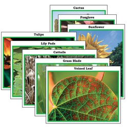 Plants Photo Activity Cards