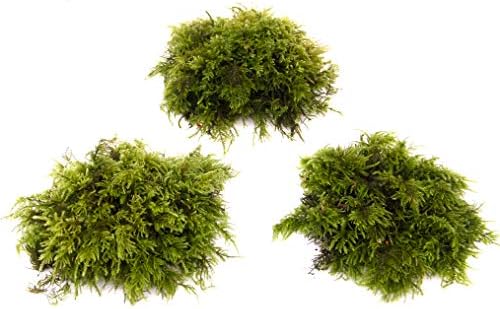 Bugsmarket Live Moss for Terrarium - 100% Natural Substrate for Reptile, Frogs, invertebrates, orchids (Small - 1.5L)