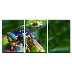 3 Piece Canvas Wall Art - Red-Eyed Tree Frog - Modern Home Art Stretched and Framed Ready to Hang - 16"x24"x3 Panels