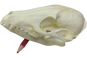FgriD Taxidermy Real Animals Skulls, Real Bones Specimen, Taxidermy Supplies for Science Education, Christmas Gifts，Special Gift (Raccoon Dog)
