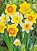 50 Daffodil Mixture - Narcissus Large Cupped Giant Mixture primary