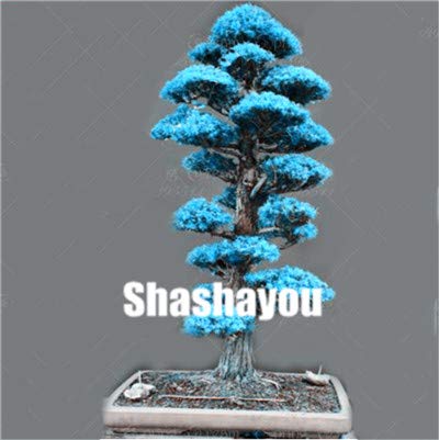 AGROBITS Semillas: 100 pcs Plantas Bonsai Cedro japonés jardín de ...
