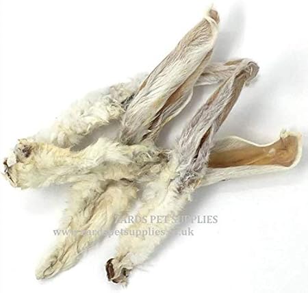 shiba inu and chow chow