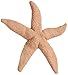 Nasco 9712121 Life/Form Fish Replica Rubber Stamp, Starfish, 7