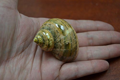 Polished Green Petholatus Jade Turbo Sea Shell Hermit Crab 2" - 2 1/2"