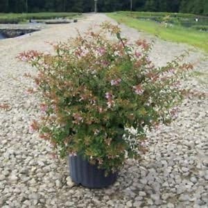 ABELIA EDWARD GOUCHER, purple &amp; pink flowers in spring &amp; summer, deer resistant, pleasant aroma - Size: 1 gallon by PerfectPlantsNursery