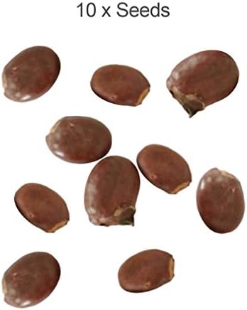 Fruit Seeds Garden Bonsai Seeds Garden Planting Fruit MOHUANee Seeds for Decor