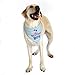 JOYLOADER Dog Birthday Bandana Boy - Dog Birthday Party Supplies - Birthday Boy Dog Bandana - Ideal Birthday Gift Idea for Pet