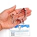 Poodle Dog Cookie Cutter- Stainless Steel