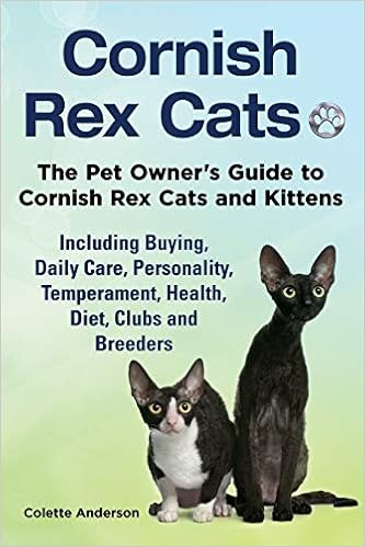 buy cornish rex