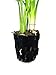 Echinodorus Bleheri | Amazon Sword Paniculatus Potted Live Aquarium Plants for Aquatic Freshwater Fish Tank by Greenpro