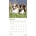 2019 Australian Shepherds Wall Calendar, Australian Shepherd by BrownTrout