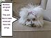 Sufermoe 50 pcs Hair Clips Animal printed pattern Hairpins Non-slip Hair Barrettes Hair Accessories for Dogs