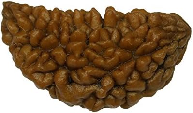 Wooden Brown 1 Mukhi Rudraksha for Men and Women
