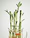 Juvale 200 Pieces 19 Gauge Dark Green Floral Stem Wire for DIY Crafts - Paper Wrapped Wire for Artificial Flower Arrangements - 16 in Flower Stems