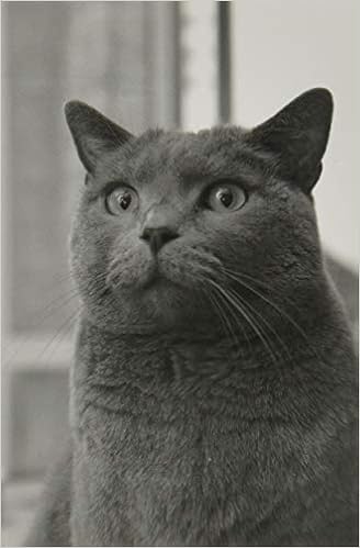 cat club cool chartreux