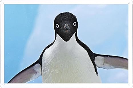 Amazon Co Jp ペンギンの顔翼フラップのティンサイン 金属看板 ポスター Tin Sign Metal Poster Of Penguin Face Wings Flap ホーム キッチン