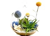 Bliss Gardens Air Plant Terrarium Kit with Knobby Starfish, Moss, Blue Thistle, Yellow Billy Buttons / 5