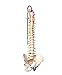 3B Scientific A58/5 Deluxe Flexible Spine Model, 29.1