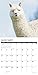 Alpacas 2019 Wall Calendar