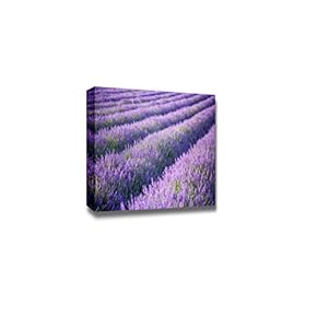 Beautiful Scenery Landscape Rows of Scented Purple Lavender in a Field - Canvas Art Wall Art - 12" x 18"