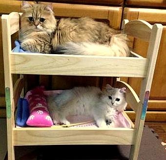 cat bunk beds