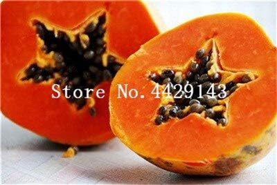 Chitrothu New 50 pcs Papaya Fruit Seeds for Easy to Grow Yellow