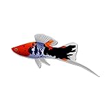 Sanke Swordtail, Sanshoku Swordtail or Tri-Color