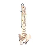 3B Scientific A58/5 Deluxe Flexible Spine Model, 29.1