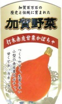 Amazon 加賀野菜苗 打木赤皮甘栗かぼちゃ 9cmポット苗 2本セット 野菜 Amazon 加賀野菜苗 打木赤皮甘栗かぼちゃ 9cmポット苗 2本セット 野菜