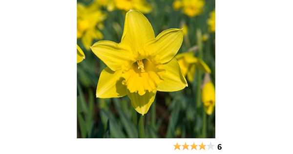 Amazon Com Rijnvelds Early Sensation Daffodils 6 Bulbs Garden Outdoor