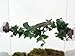 MagNaturals 37101 Jungle Vine Bridge