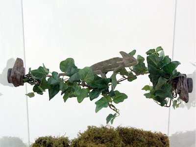 Magnaturals 37101 Jungle Vine Bridge