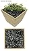 Royal Ram Premium Polished Ivory White Pebbles - Size 1/2