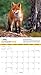 Foxes National Geographic 2016 Wall Calendar