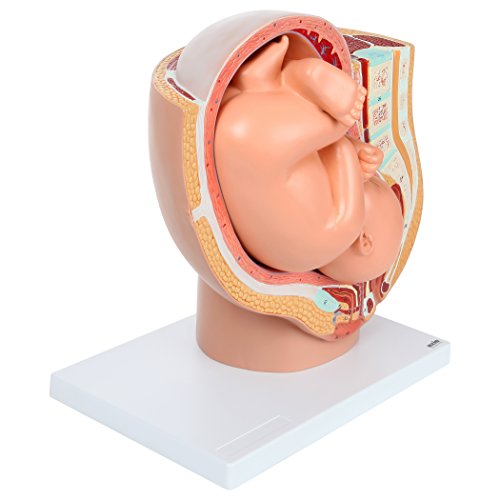 image for Axis Scientific Anatomy Model of Pregnancy Pelvis | Includes a Full-Te