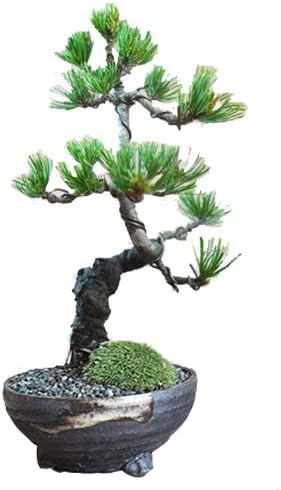 Amazon 盆栽 松 本場四国産の五葉松 ミニ盆栽 樹高19cm 育て方冊子と肥料付き 父の日 退職 昇進祝い 人気 プレゼント おしゃれ はじめて ギフト 盆栽