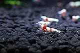 SoShrimp 5 S+ Grade CRS Crystal Red Shrimp Live Freshwater Aquarium Shrimp - 1/4 to 1/2 inch Long