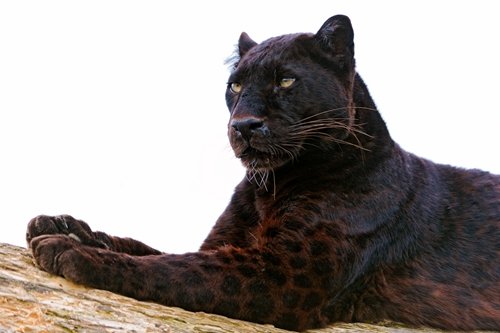 Black Panther C Art Print on Canvas,Wall Decor Poster 24x36 inches
